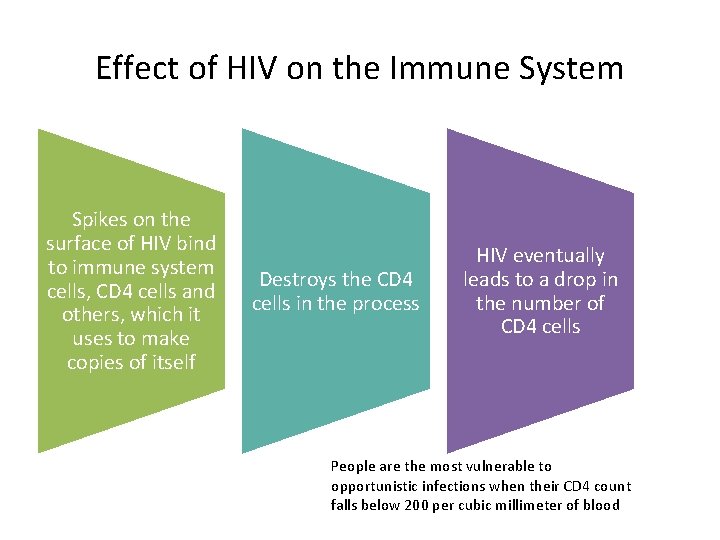 Effect of HIV on the Immune System Spikes on the surface of HIV bind