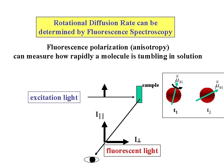 Rotational Diffusion Rate can be determined by Fluorescence Spectroscopy Fluorescence polarization (anisotropy) can measure Rotational Diffusion Rate can be determined by Fluorescence Spectroscopy Fluorescence polarization (anisotropy) can measure