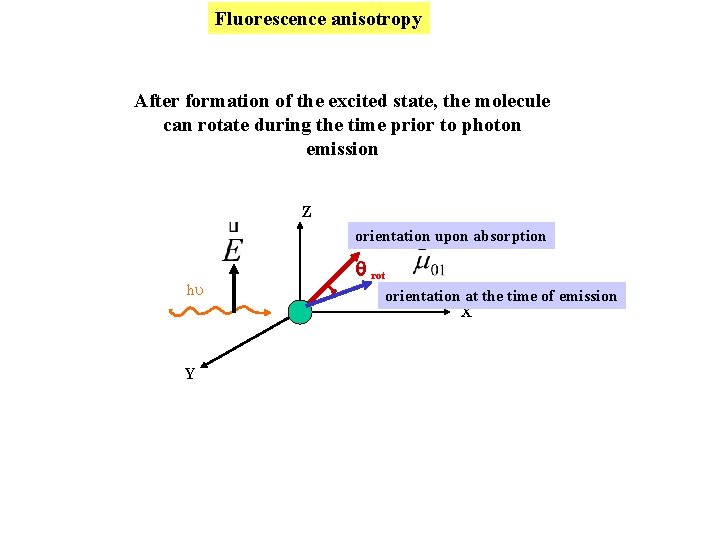 Fluorescence anisotropy After formation of the excited state, the molecule can rotate during the Fluorescence anisotropy After formation of the excited state, the molecule can rotate during the