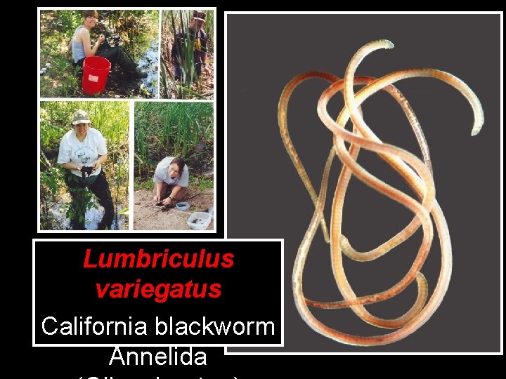 Lumbriculus variegatus California blackworm Annelida 