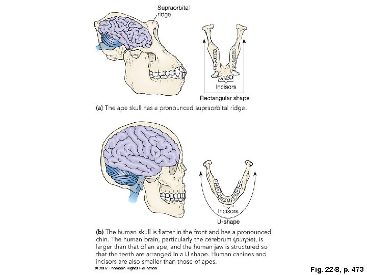 Fig. 22 -8, p. 473 