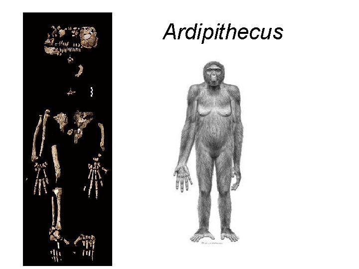 Ardipithecus 