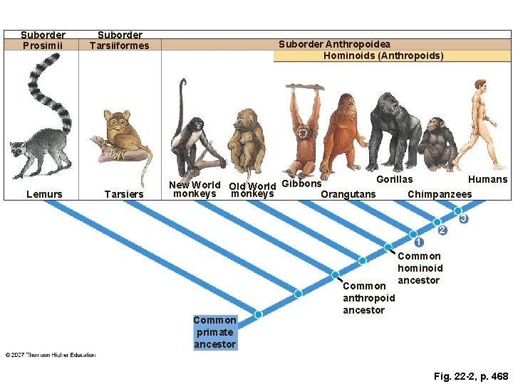 Suborder Prosimii Lemurs Suborder Tarsiiformes Tarsiers Suborder Anthropoidea Hominoids (Anthropoids) Gorillas Humans New World