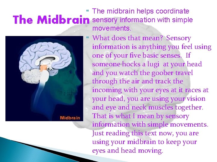  The Midbrain The midbrain helps coordinate sensory information with simple movements. What does