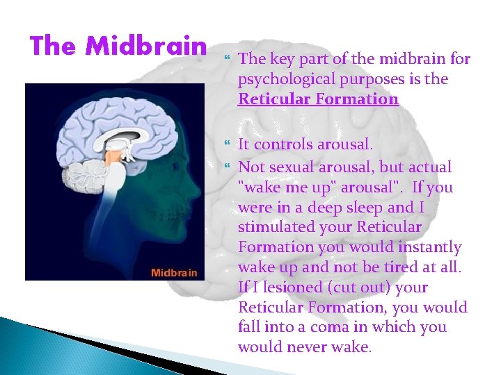 The Midbrain The key part of the midbrain for psychological purposes is the Reticular