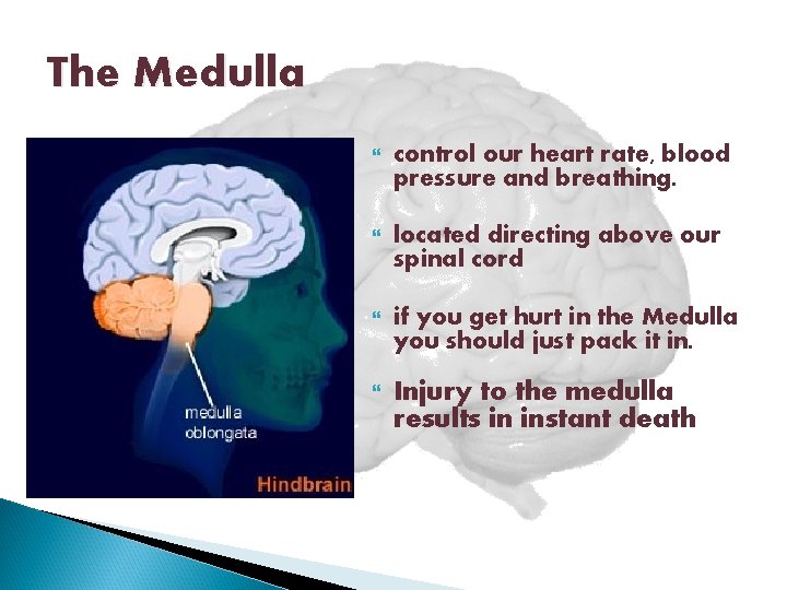 The Medulla control our heart rate, blood pressure and breathing. located directing above our