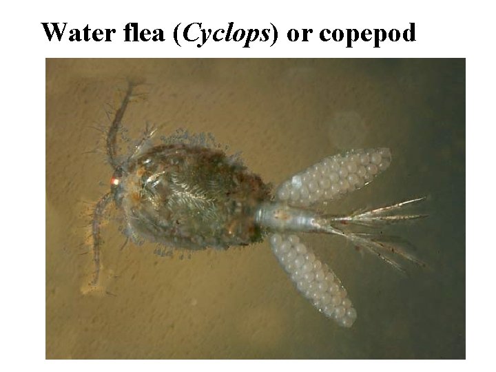 Water flea (Cyclops) or copepod 