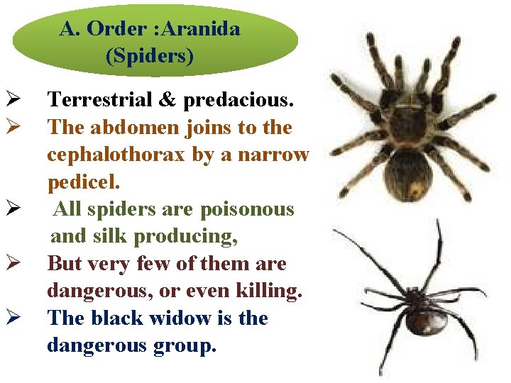 A. Order : Aranida (Spiders) Ø Ø Ø Terrestrial & predacious. The abdomen joins