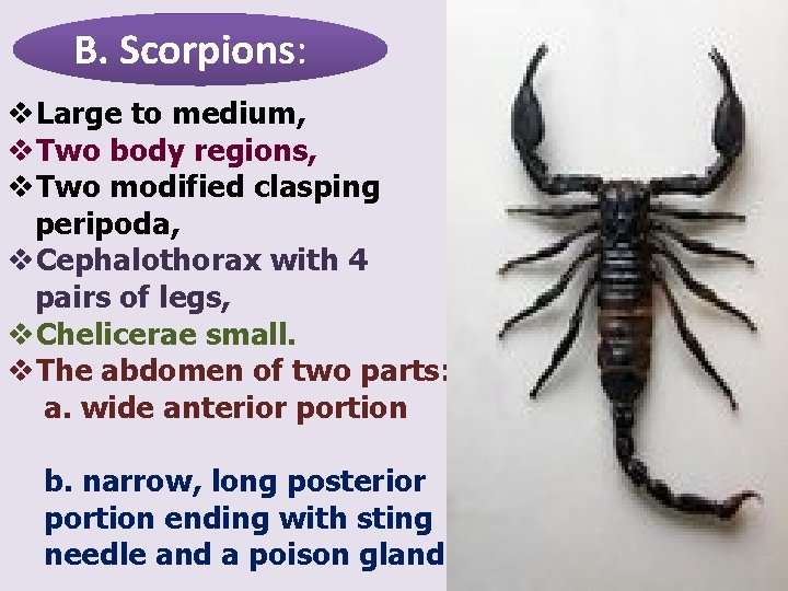 B. Scorpions: v. Large to medium, v. Two body regions, v. Two modified clasping