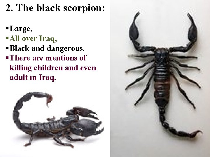 2. The black scorpion: §Large, §All over Iraq, §Black and dangerous. §There are mentions