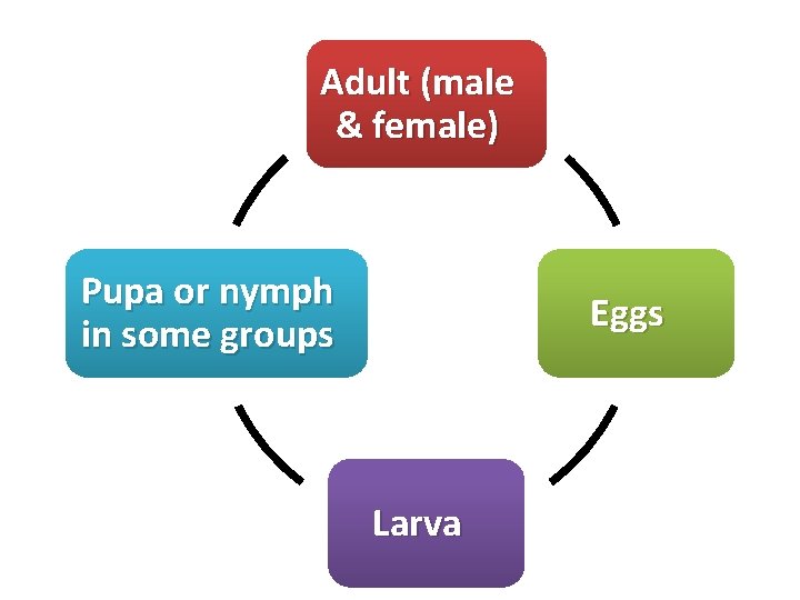 Adult (male & female) Pupa or nymph in some groups Eggs Larva 