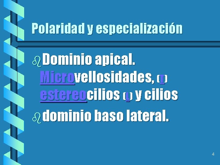 Polaridad y especialización b. Dominio apical. Microvellosidades, (T) estereocilios (L) y cilios bdominio baso