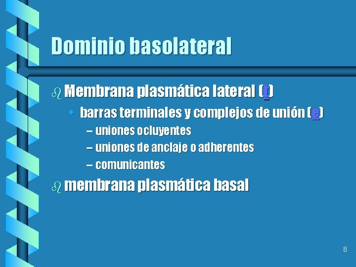 Dominio basolateral b Membrana plasmática lateral (t) • barras terminales y complejos de unión