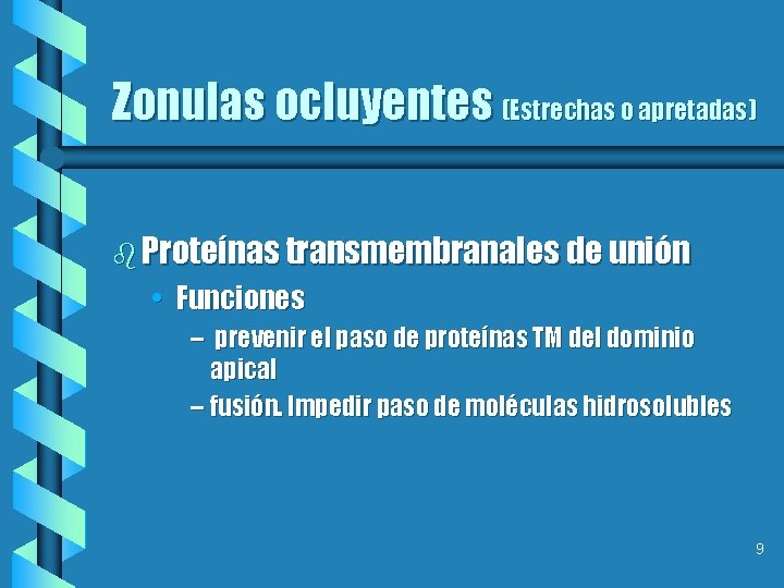 Zonulas ocluyentes (Estrechas o apretadas) b Proteínas transmembranales de unión • Funciones – prevenir