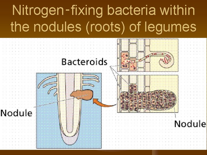 Nitrogen‑fixing bacteria within the nodules (roots) of legumes 