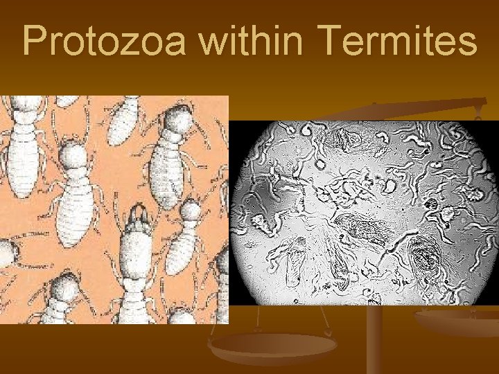 Protozoa within Termites 