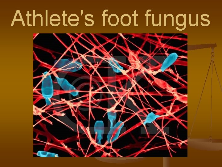 Athlete's foot fungus 