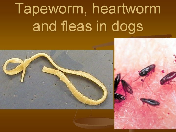 Tapeworm, heartworm and fleas in dogs 