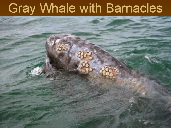 Gray Whale with Barnacles 