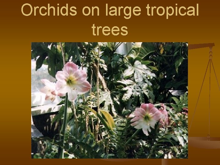 Orchids on large tropical trees 