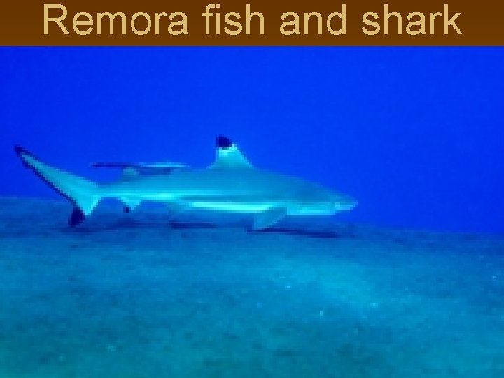 Remora fish and shark 