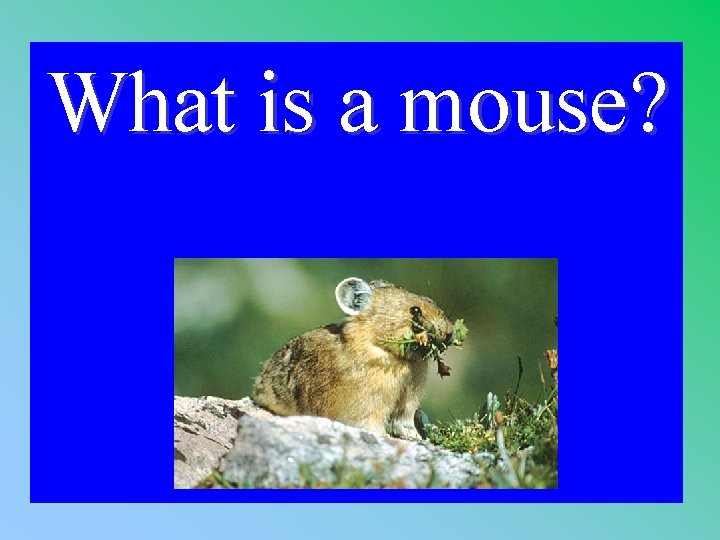 What is a mouse? 1 - 100 3 -200 A 