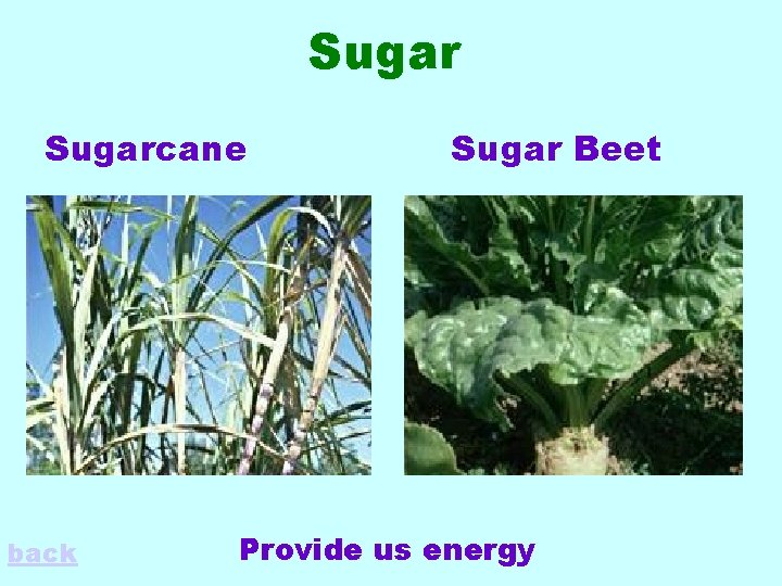 Sugarcane back Sugar Beet Provide us energy 
