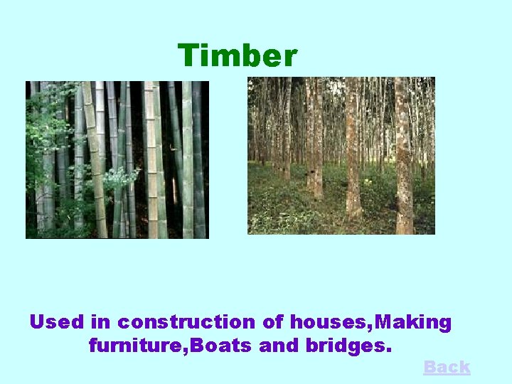 Timber Used in construction of houses, Making furniture, Boats and bridges. Back 