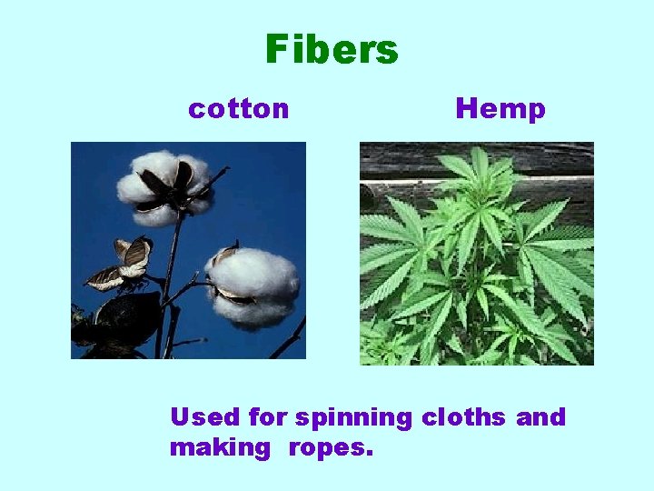 Fibers cotton Hemp Used for spinning cloths and making ropes. 