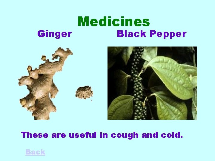 Ginger Medicines Black Pepper These are useful in cough and cold. Back 