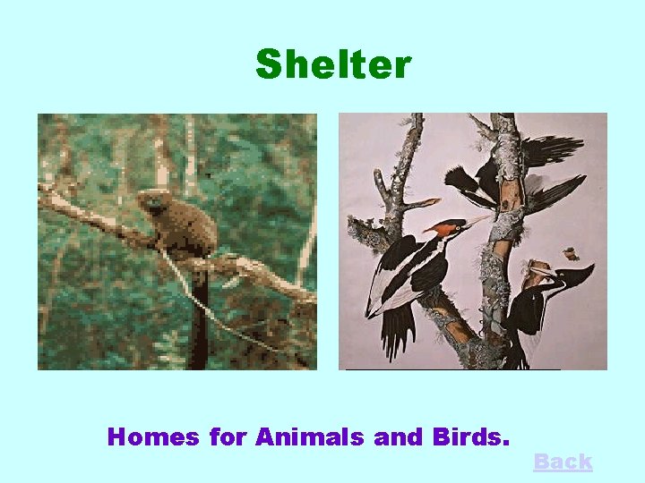 Shelter Homes for Animals and Birds. Back 