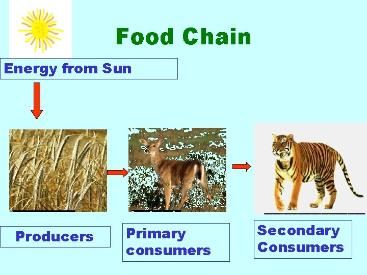 Food Chain Energy from Sun Producers Primary consumers Secondary Consumers 