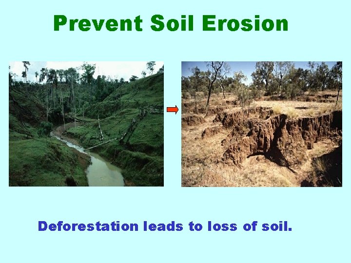 Prevent Soil Erosion Deforestation leads to loss of soil. 