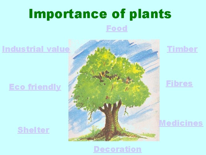 Importance of plants Food Industrial value Timber Fibres Eco friendly Medicines Shelter Decoration 