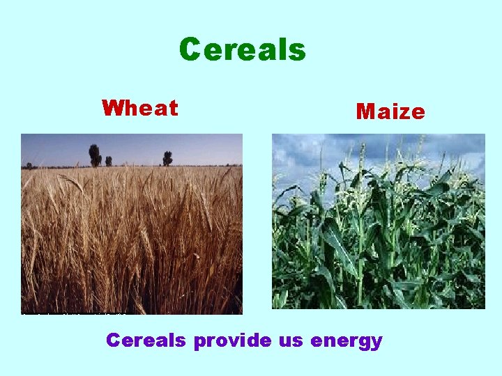 Cereals Wheat Maize Cereals provide us energy 