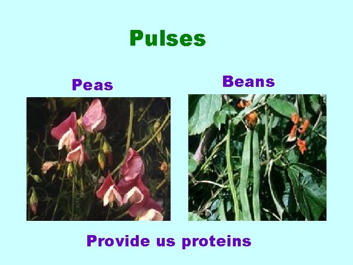 Pulses Peas Beans Provide us proteins 