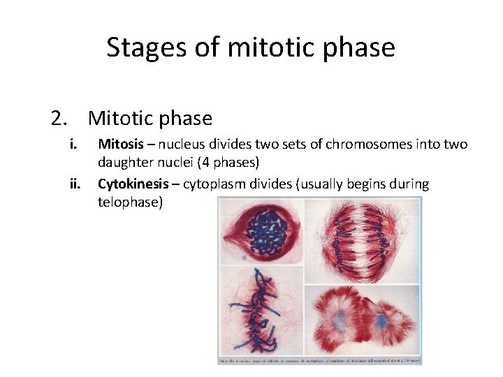 Stages of mitotic phase 2. Mitotic phase i. ii. Mitosis – nucleus divides two