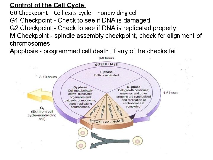 Control of the Cell Cycle G 0 Checkpoint – Cell exits cycle – nondividing