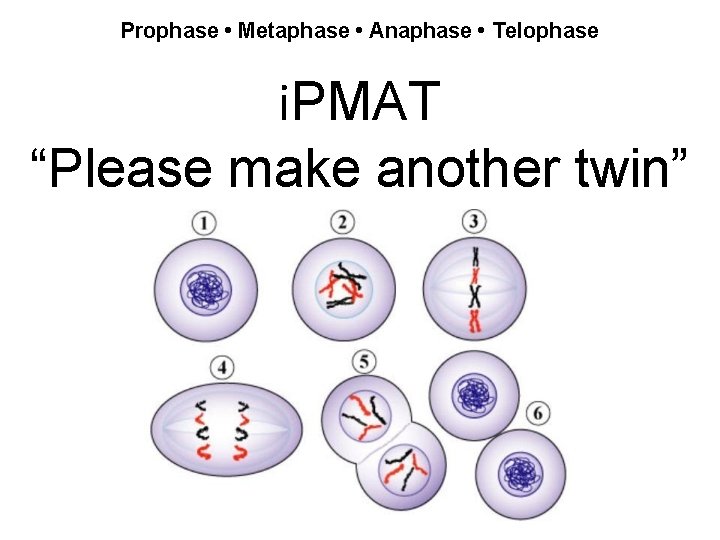 Prophase • Metaphase • Anaphase • Telophase i. PMAT “Please make another twin” 