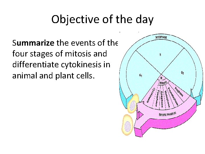 Objective of the day Summarize the events of the four stages of mitosis and