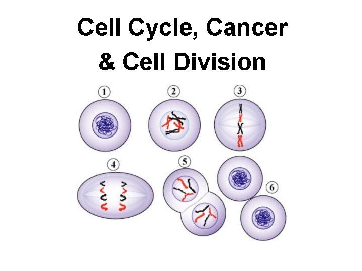 Cell Cycle, Cancer & Cell Division Copyright © The Mc. Graw-Hill Companies, Inc. Permission