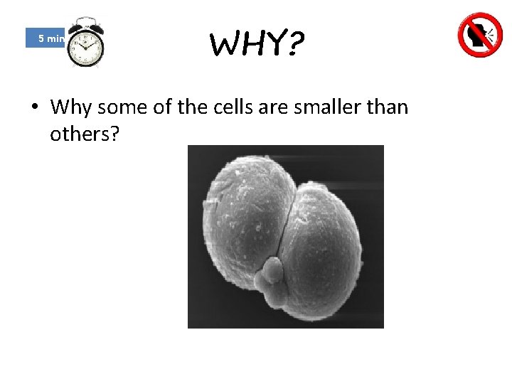 5 min WHY? • Why some of the cells are smaller than others? 