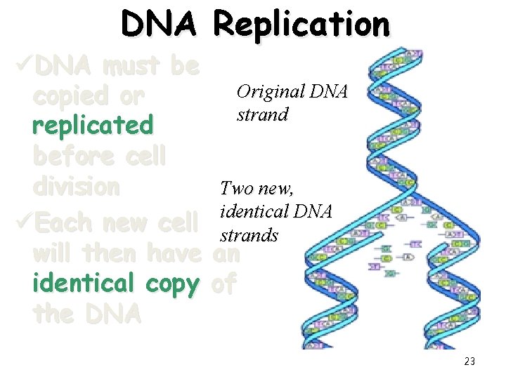 DNA Replication üDNA must be copied or replicated before cell division üEach new cell