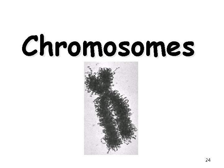 Chromosomes 24 