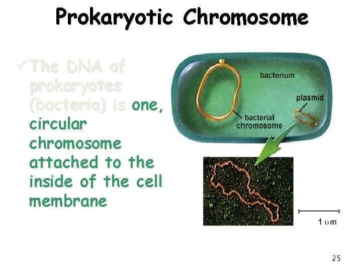 Prokaryotic Chromosome ü The DNA of prokaryotes (bacteria) is one, circular chromosome attached to