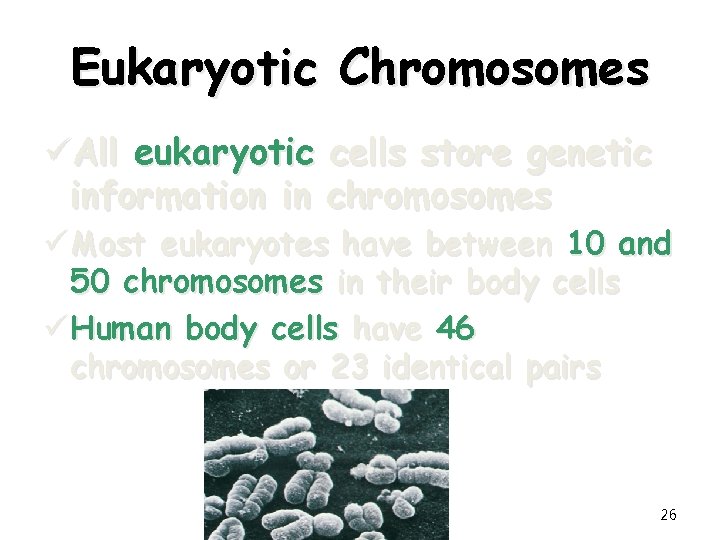 Eukaryotic Chromosomes üAll eukaryotic information in cells store genetic chromosomes ü Most eukaryotes have