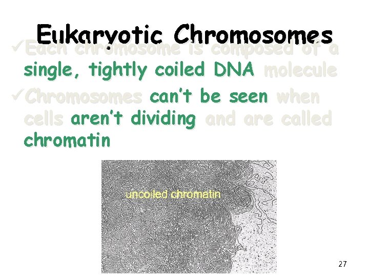 Eukaryotic Chromosomes üEach chromosome is composed of a single, tightly coiled DNA molecule üChromosomes