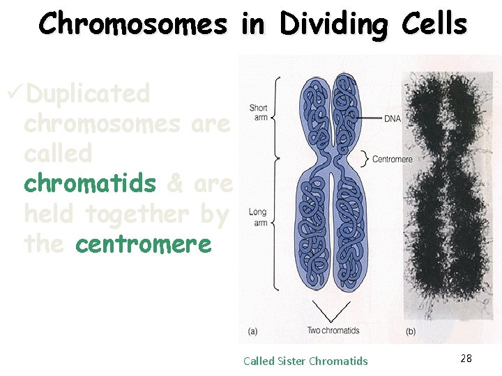 Chromosomes in Dividing Cells üDuplicated chromosomes are called chromatids & are held together by