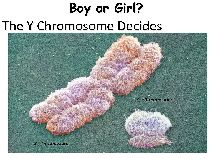 Boy or Girl? The Y Chromosome Decides Y - Chromosome X - Chromosome 30