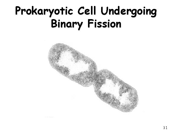 Prokaryotic Cell Undergoing Binary Fission 31 